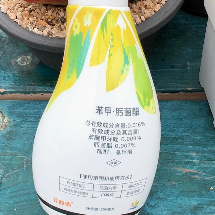 花枝俏精品多肉编号0825-
