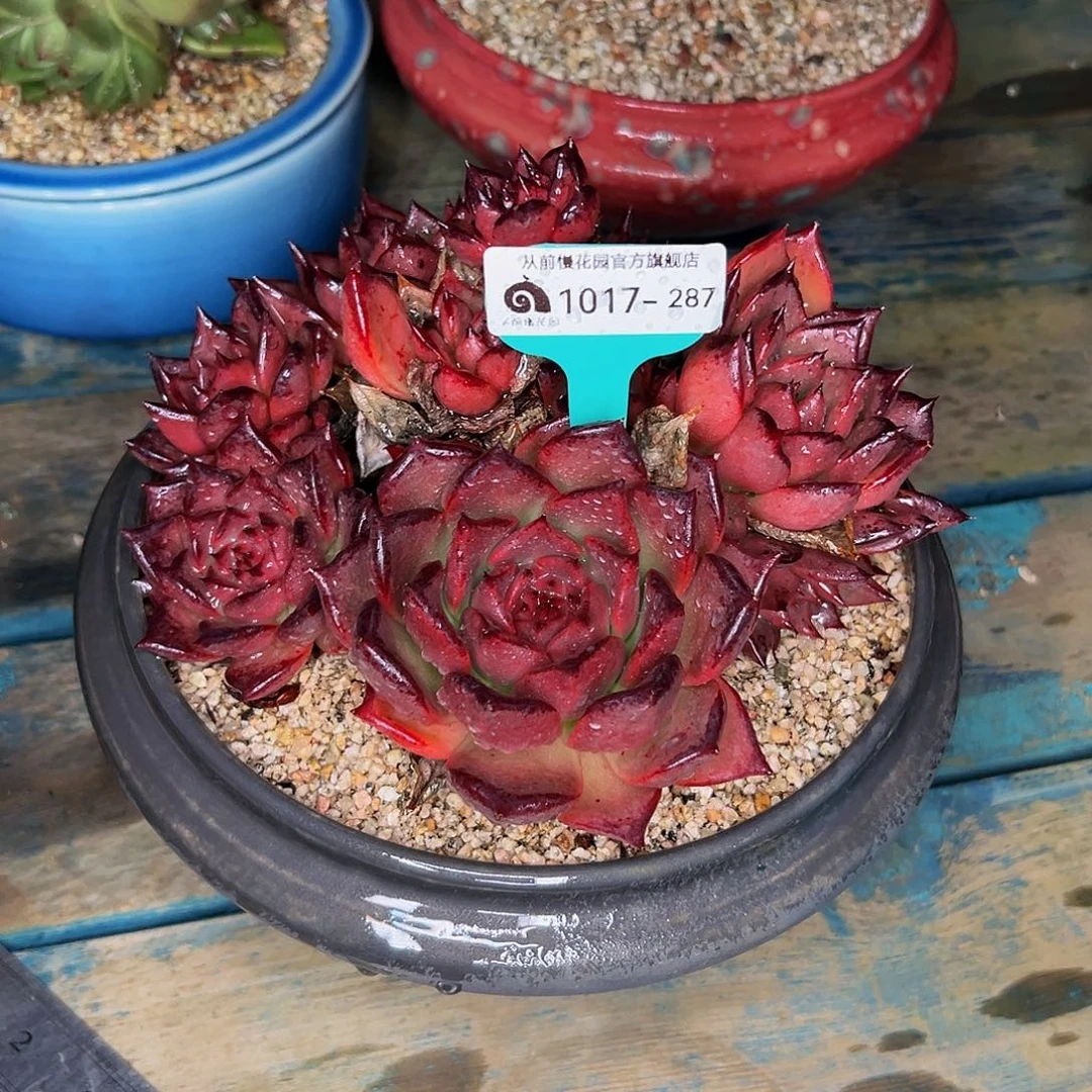 飞**天多肉一物一拍，1017。287带盆