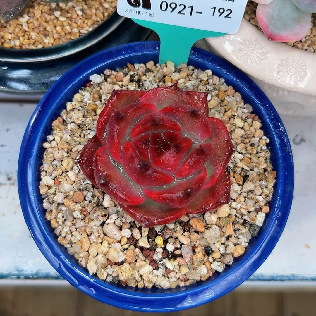 多肉一物一拍0921-192