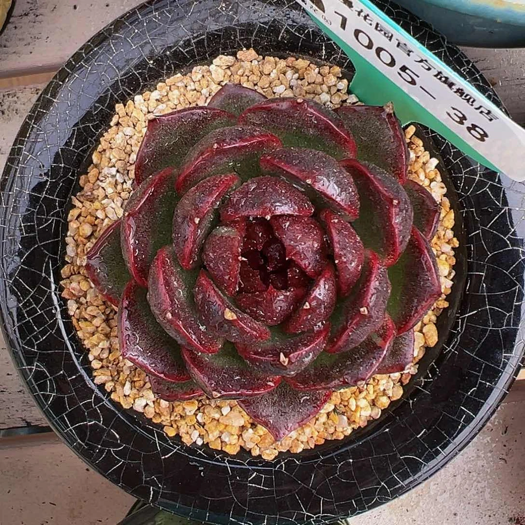 多肉编号1005-38