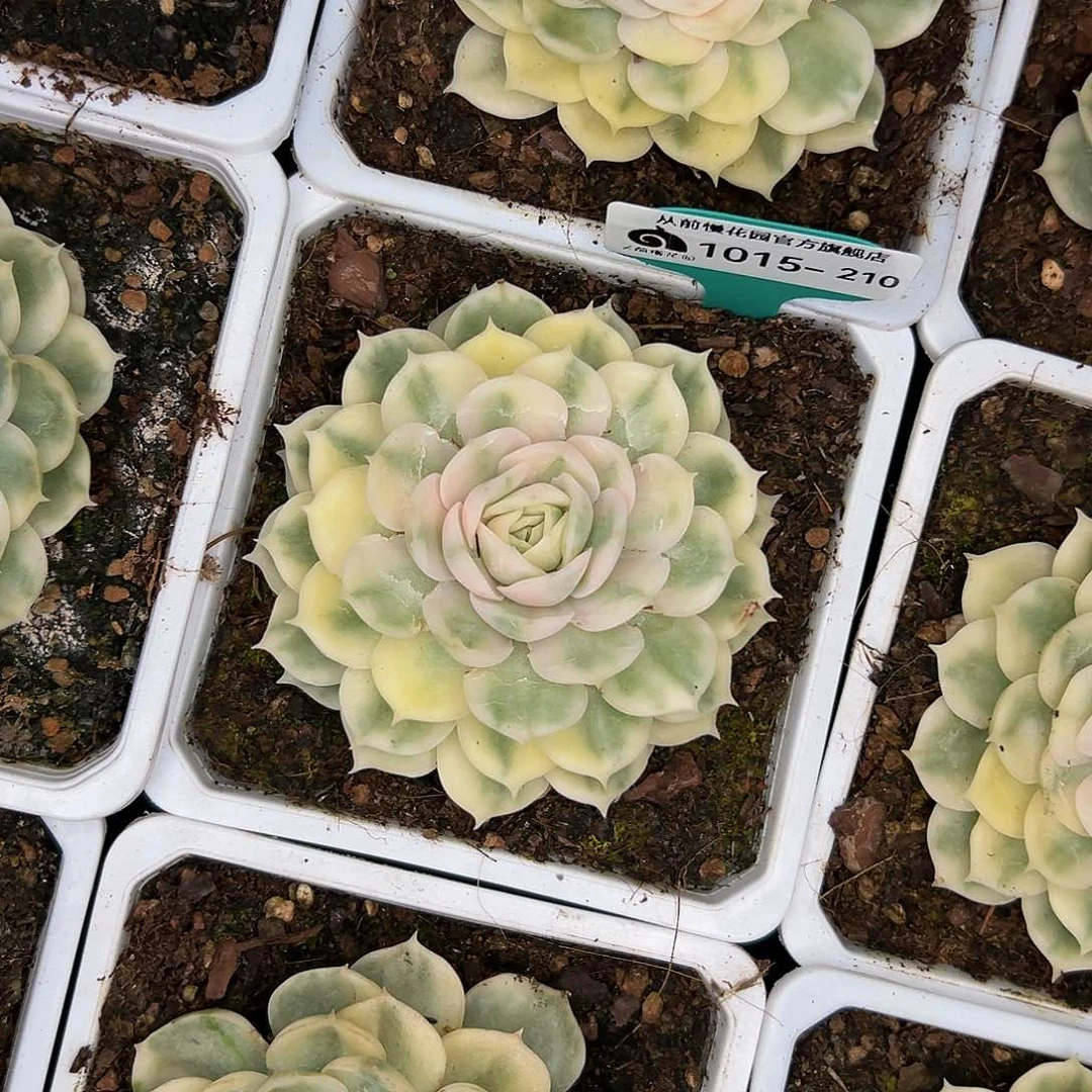 云多肉一物一拍1015-210