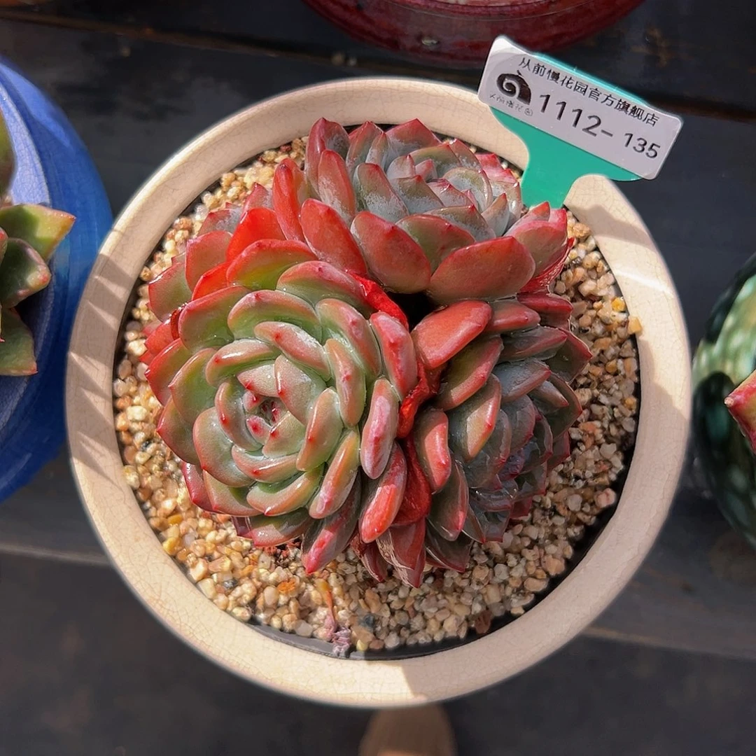 多肉编号1112-135