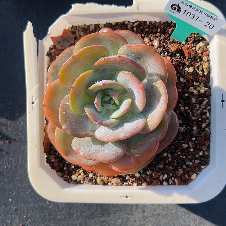 多肉一物一拍编号1031-20
