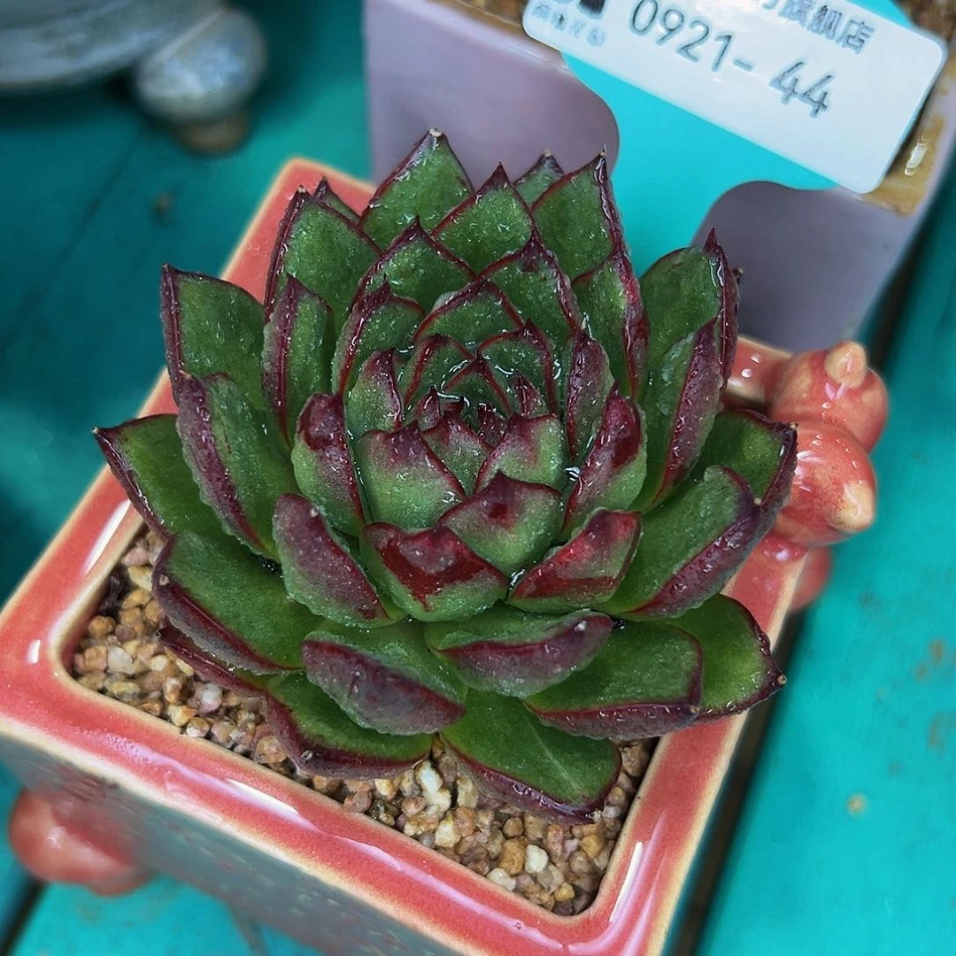 多肉一物一拍0921-44