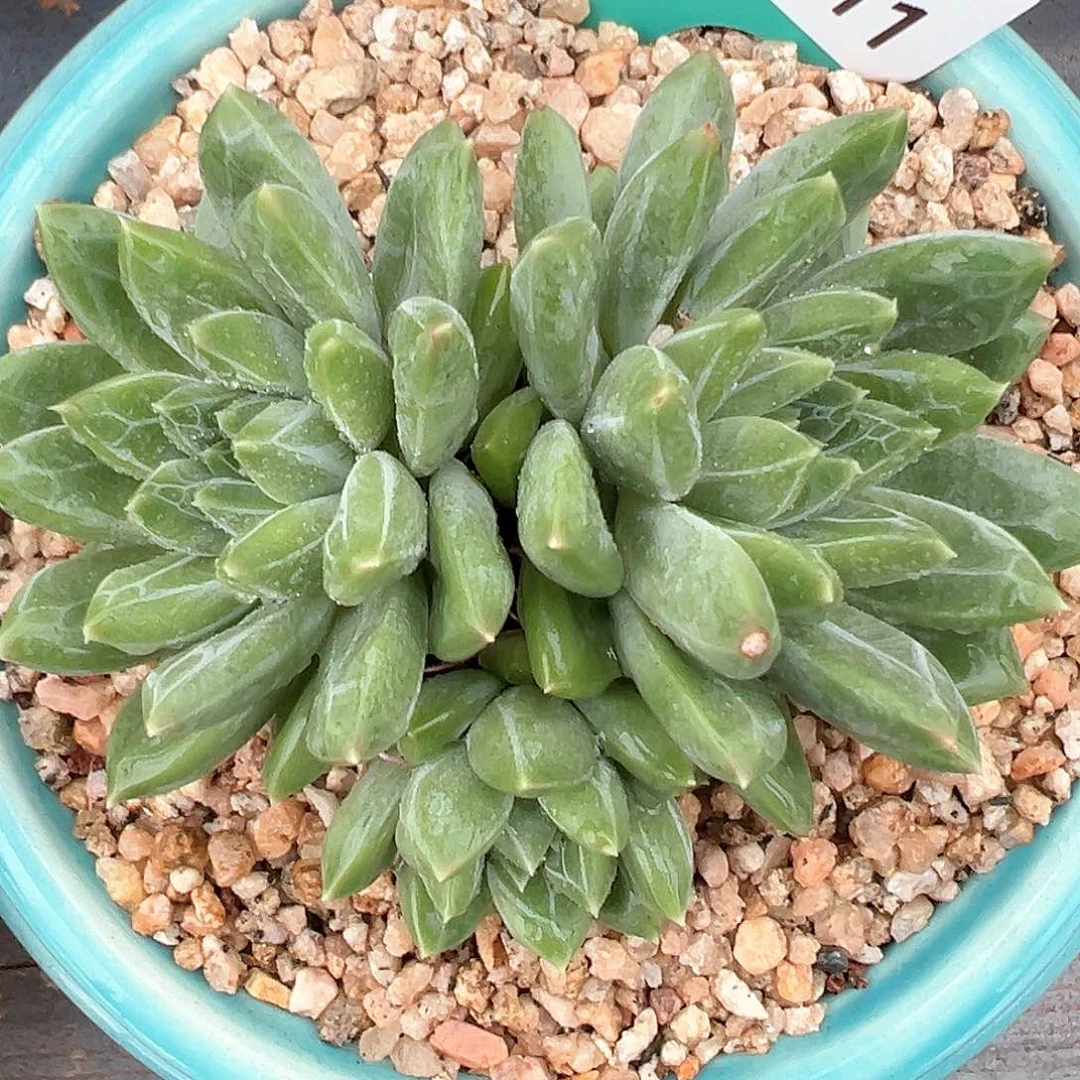 精品多肉编号0818-111