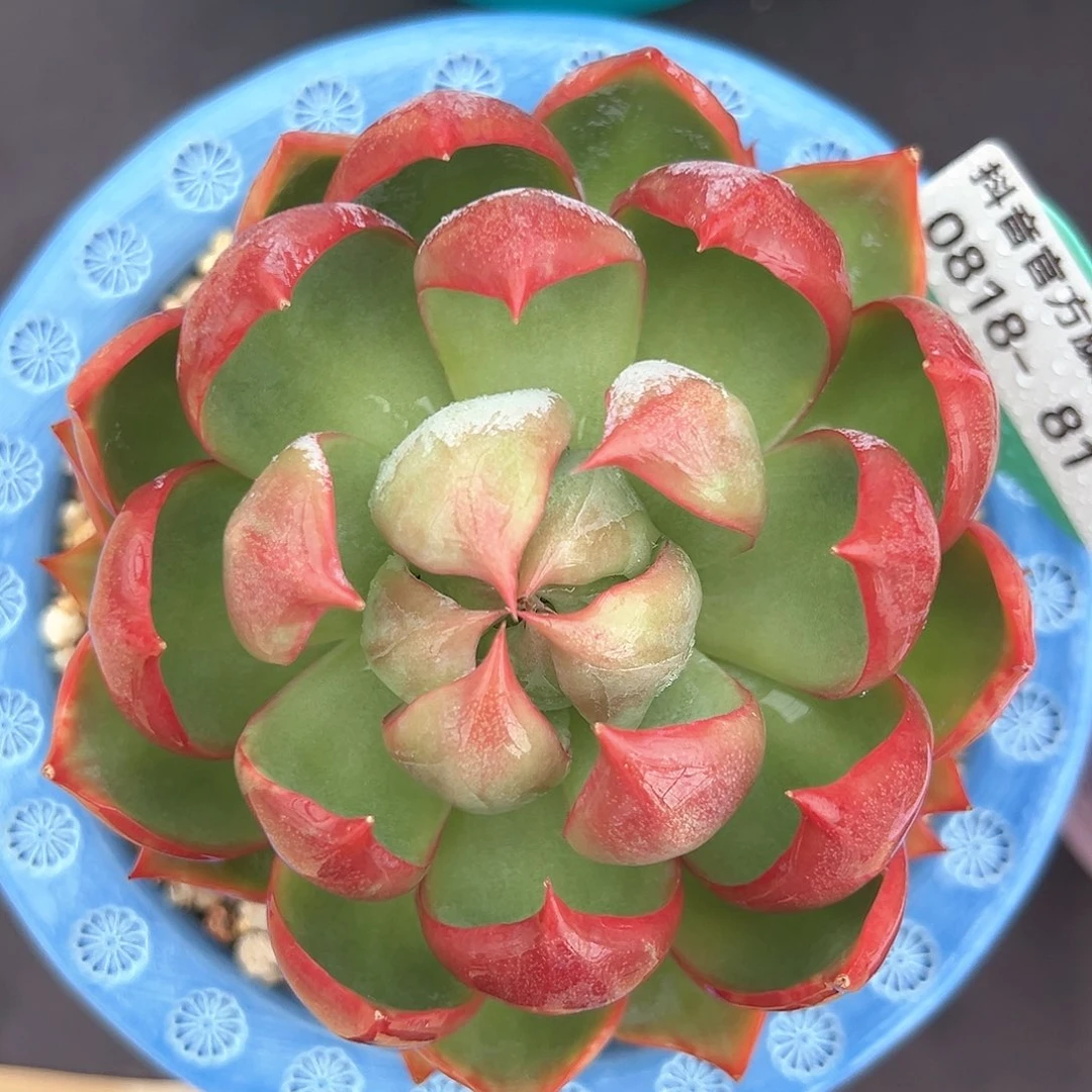 从前慢花园多肉编号0818-81