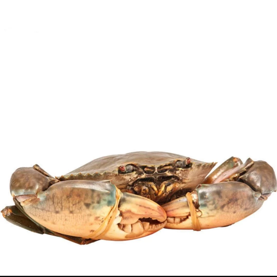 （鲜活大青蟹）青蟹膏蟹大肉蟹海螃蟹活蟹鲜活
