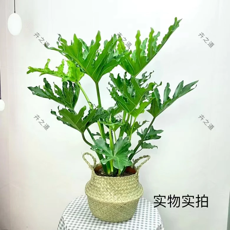 大型【龙鳞春羽】水培春羽室内植物净化空气