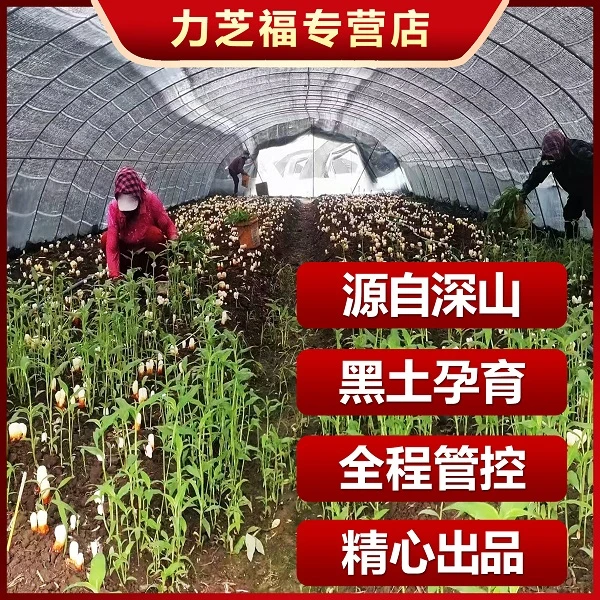 力芝福6.5到手30g赤芝长白山肉厚整朵有机试吃滋补传统切片试吃