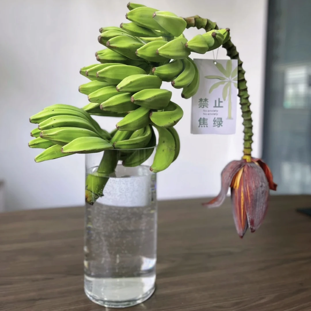 【郑郑优选】鲜切花 芭蕉 云南昆明斗南发货