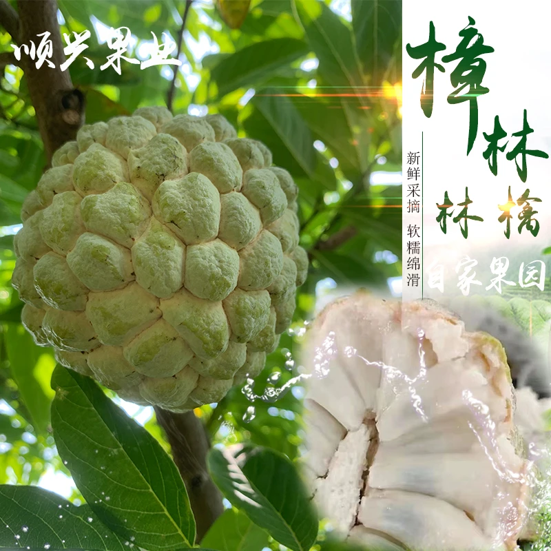 顺丰包邮 樟林林檎潮汕大目释迦果牛奶释迦果番荔枝佛头果园现摘