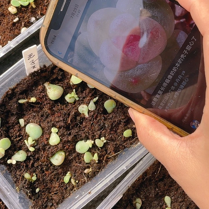 秃子甜心小小一个穴满25包邮