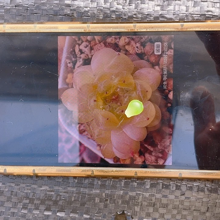 C8带出芽叶子一个满25包邮,