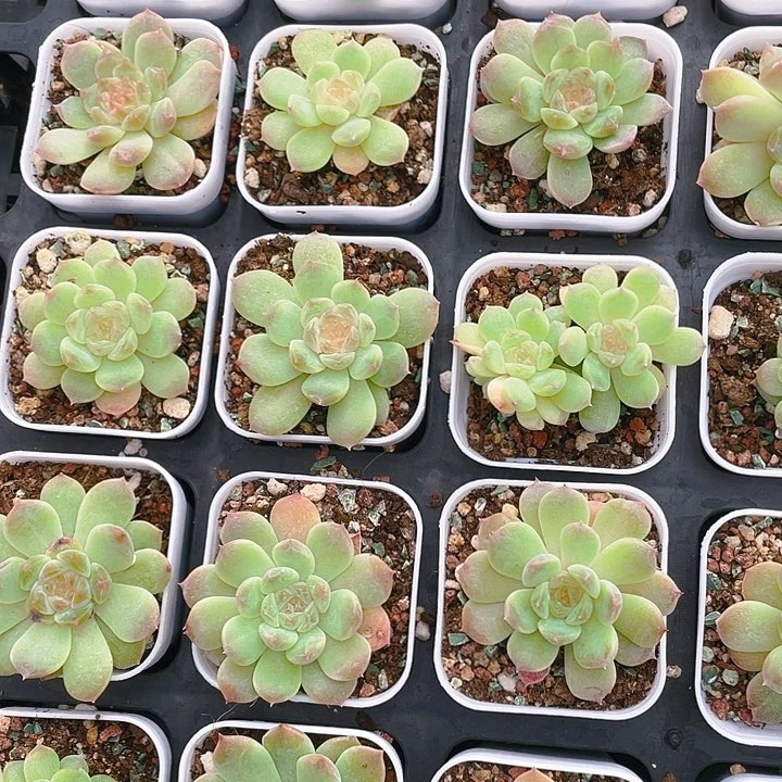 优冰魄盆满25包邮，