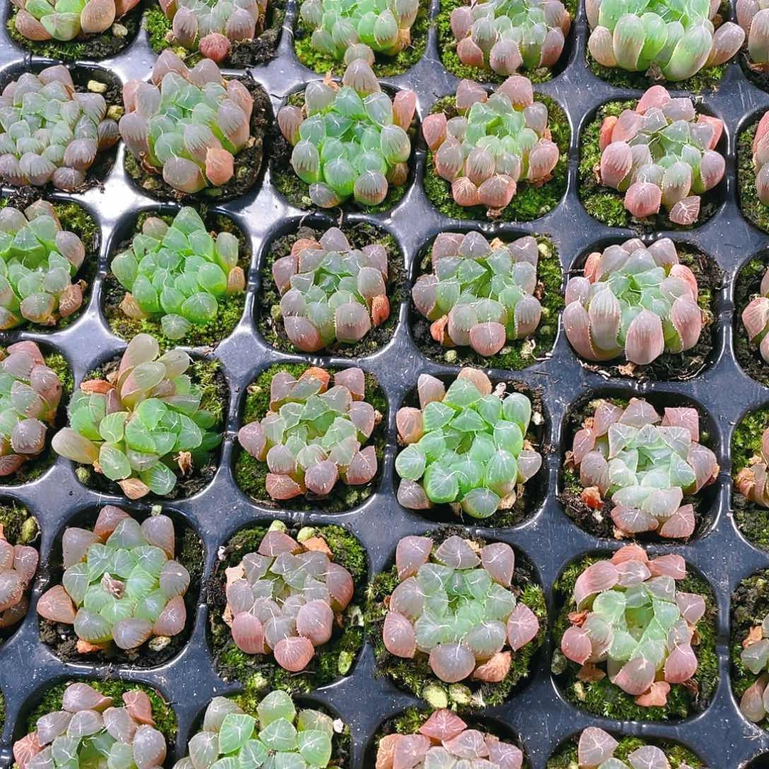 大窗玉露穴满25包邮,