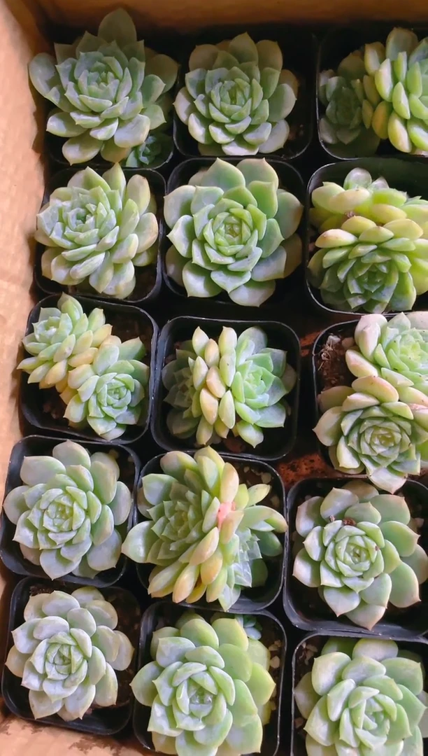 【闪购商品】纯爱优选  6.5盆