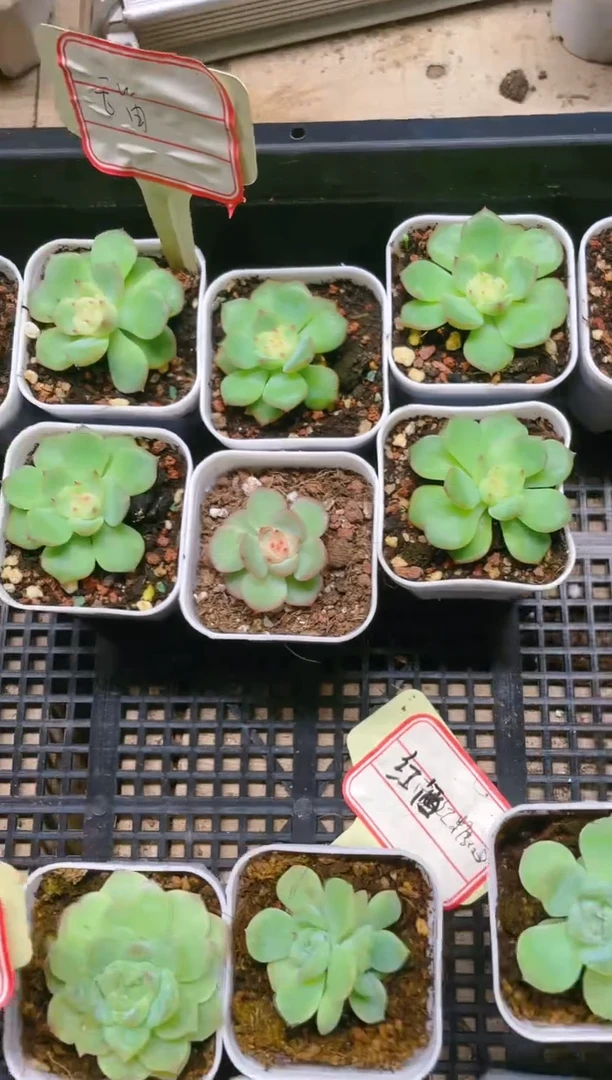 【闪购商品】玉笛 5.5盆