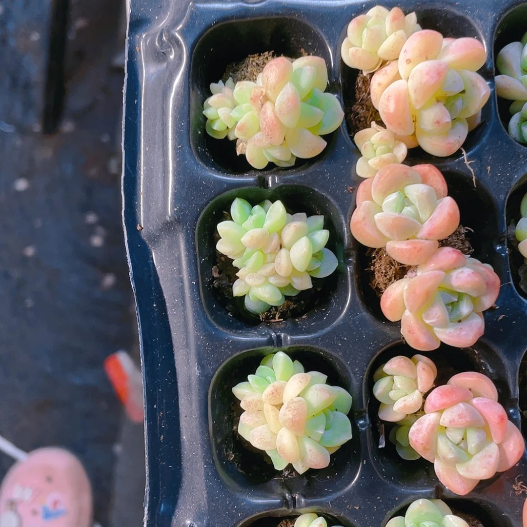 白体冰玉五头穴满25包邮，