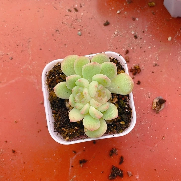 梃甜3混定穴满25包邮，