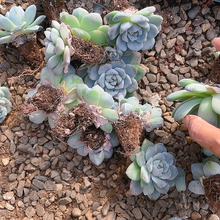 大冰玉菜穴一个满25包邮，