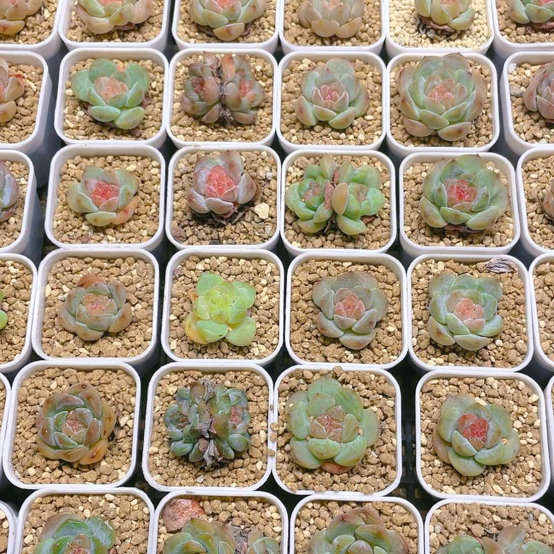 烟雨盆满25包邮，