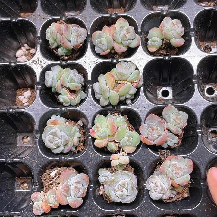 小脸冰玉三头穴满25包邮，