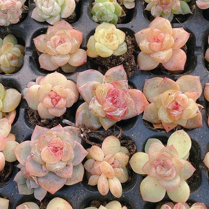 梦冰珍妮一个穴满25包邮