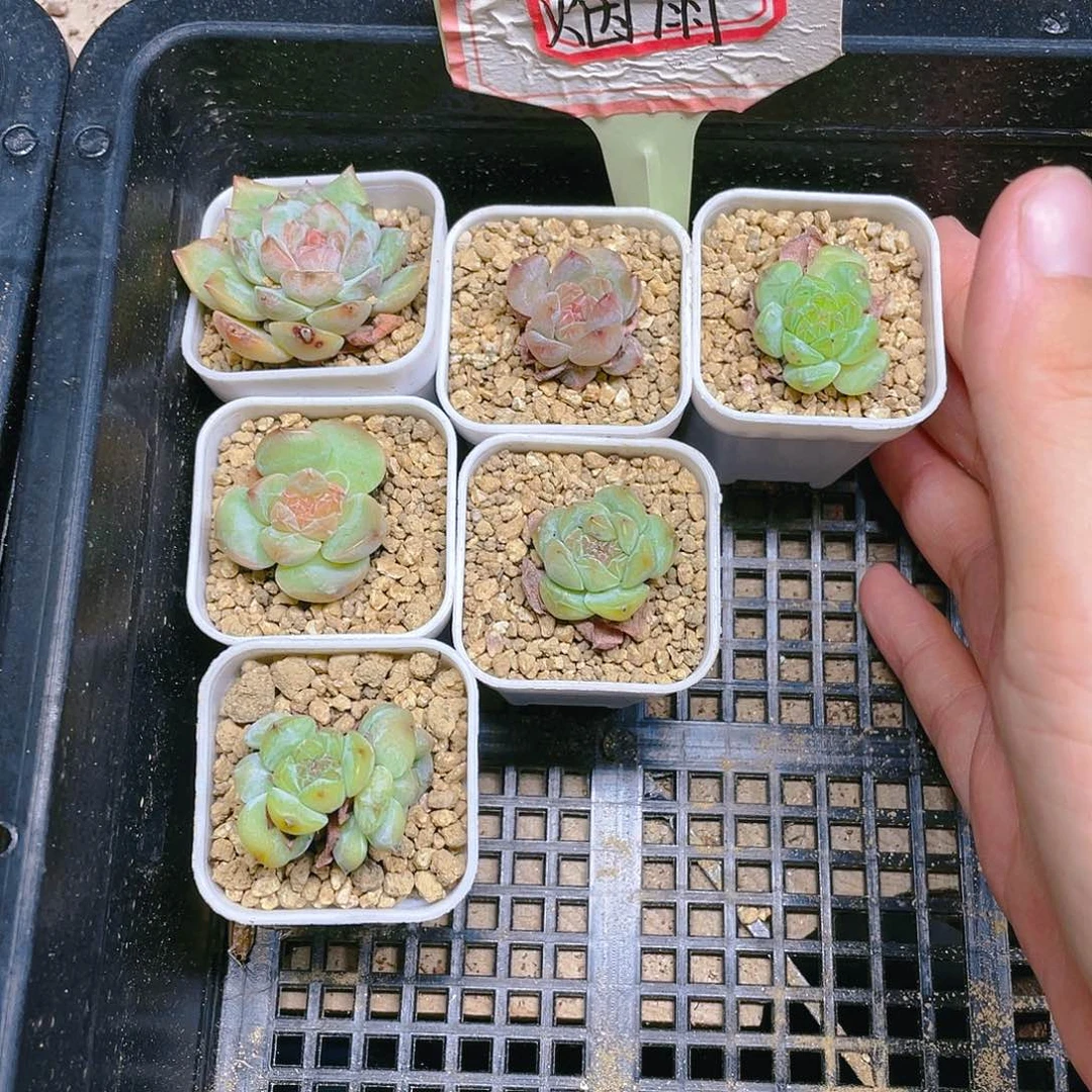 烟雨穴满25包邮，