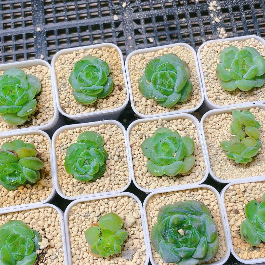 绿翡穴满25包邮，