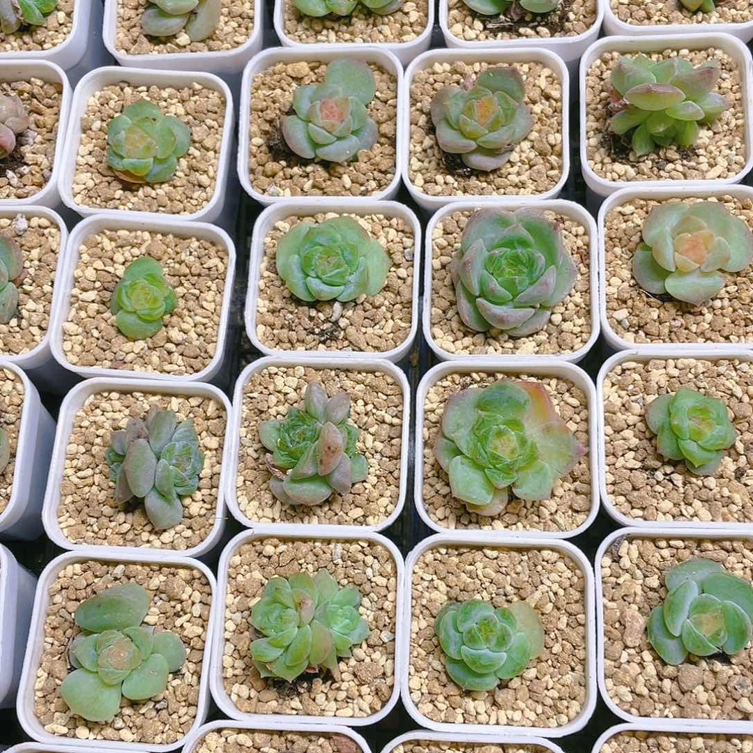 雨露盆满25包邮，