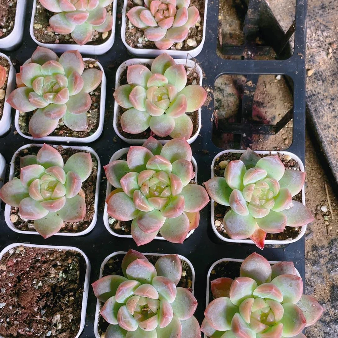 大暗纹琥珀穴满25包邮，