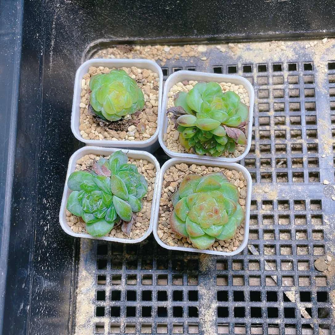 绿透体落花盆满25包邮,