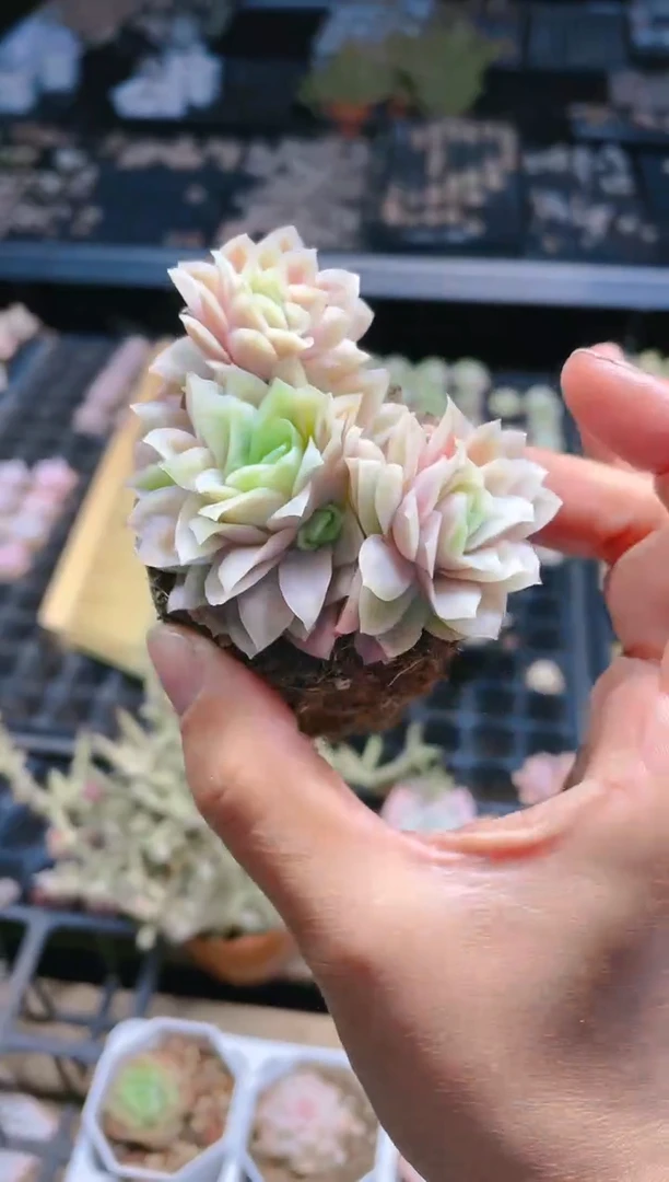 【闪购商品】水晶玫瑰冰片锦群 6.5盆