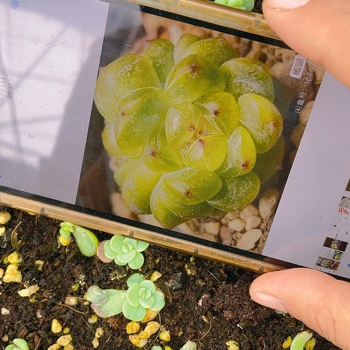 阳阳（3000） 甜心小小苗一个满25包邮，