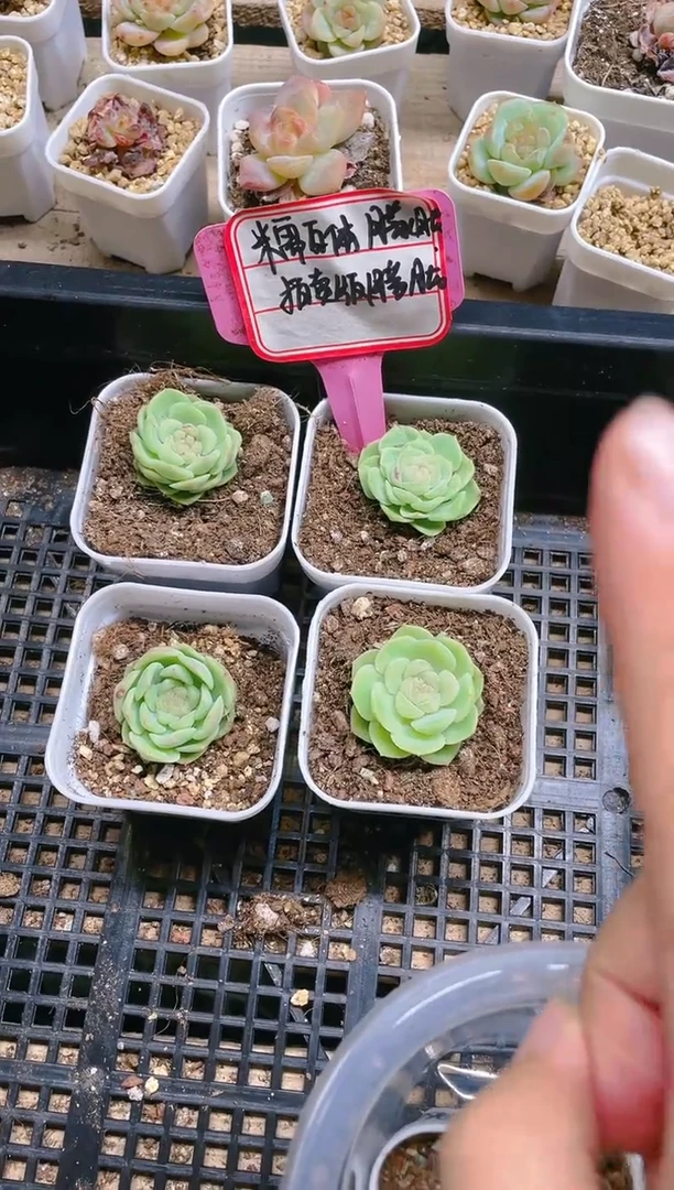 【闪购商品】拍卖版 朦胧 5.5盆