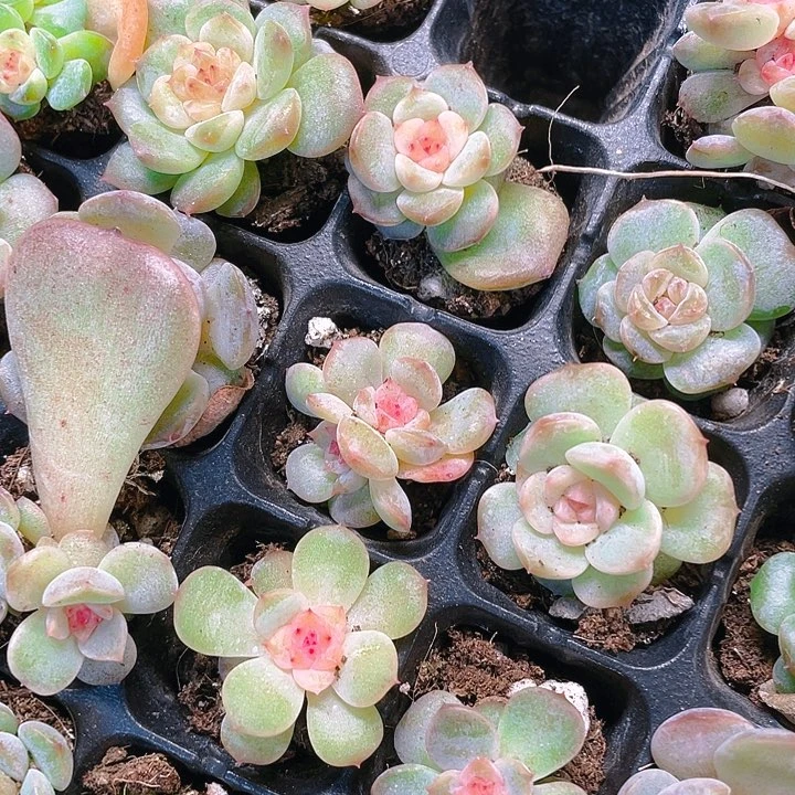 小可爱粉心穴满25包邮，