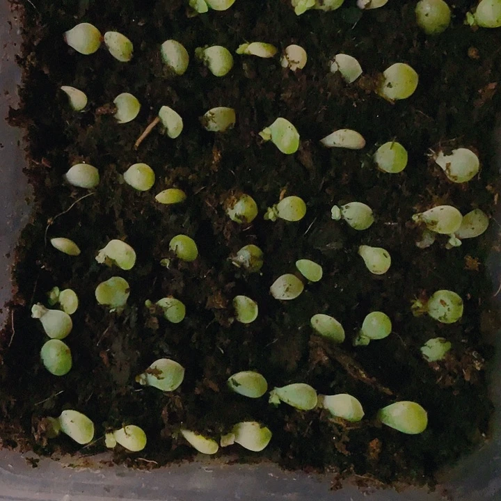 苍雪小小苗满25包邮，