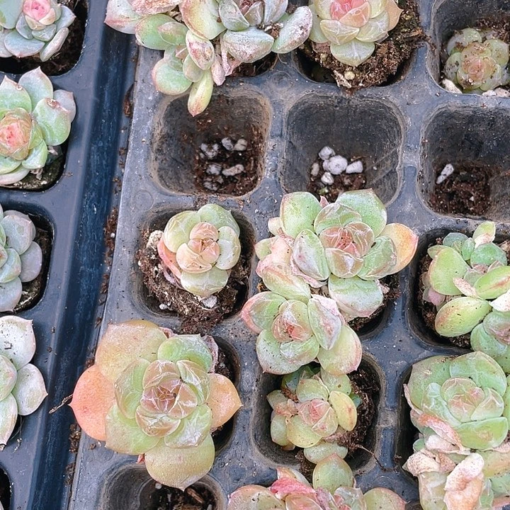 琉璃球穴满25包邮，