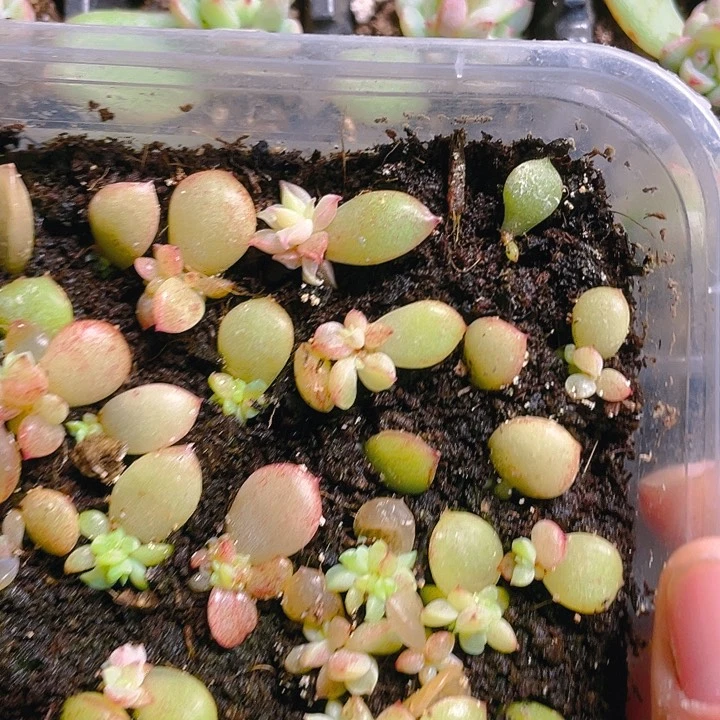 翡冷翠小小穴一个满25包邮，