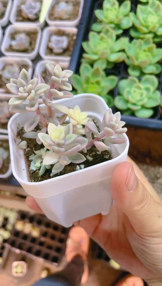 【闪购商品】姬秋丽锦  6.5盆