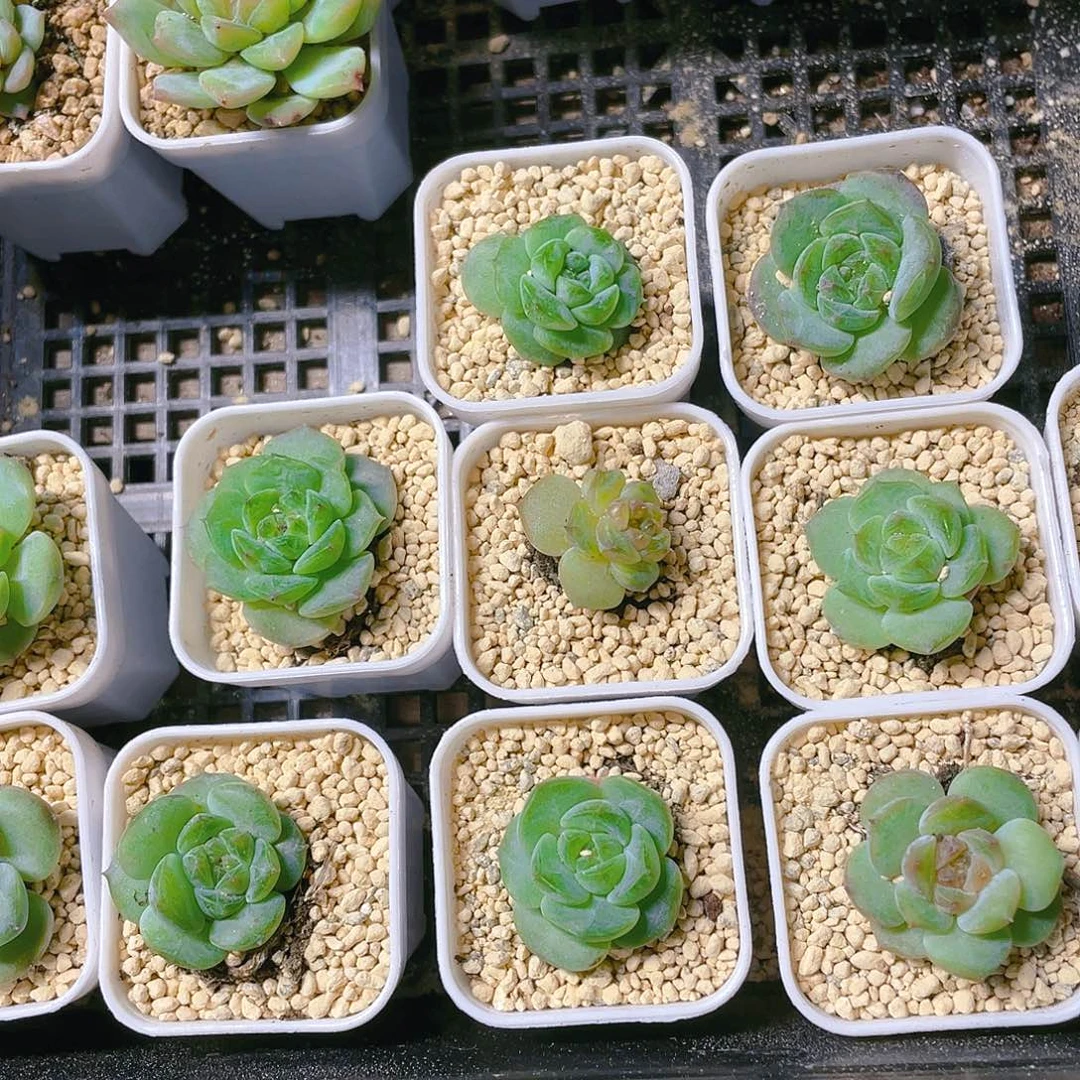 绿翡穴满25包邮，