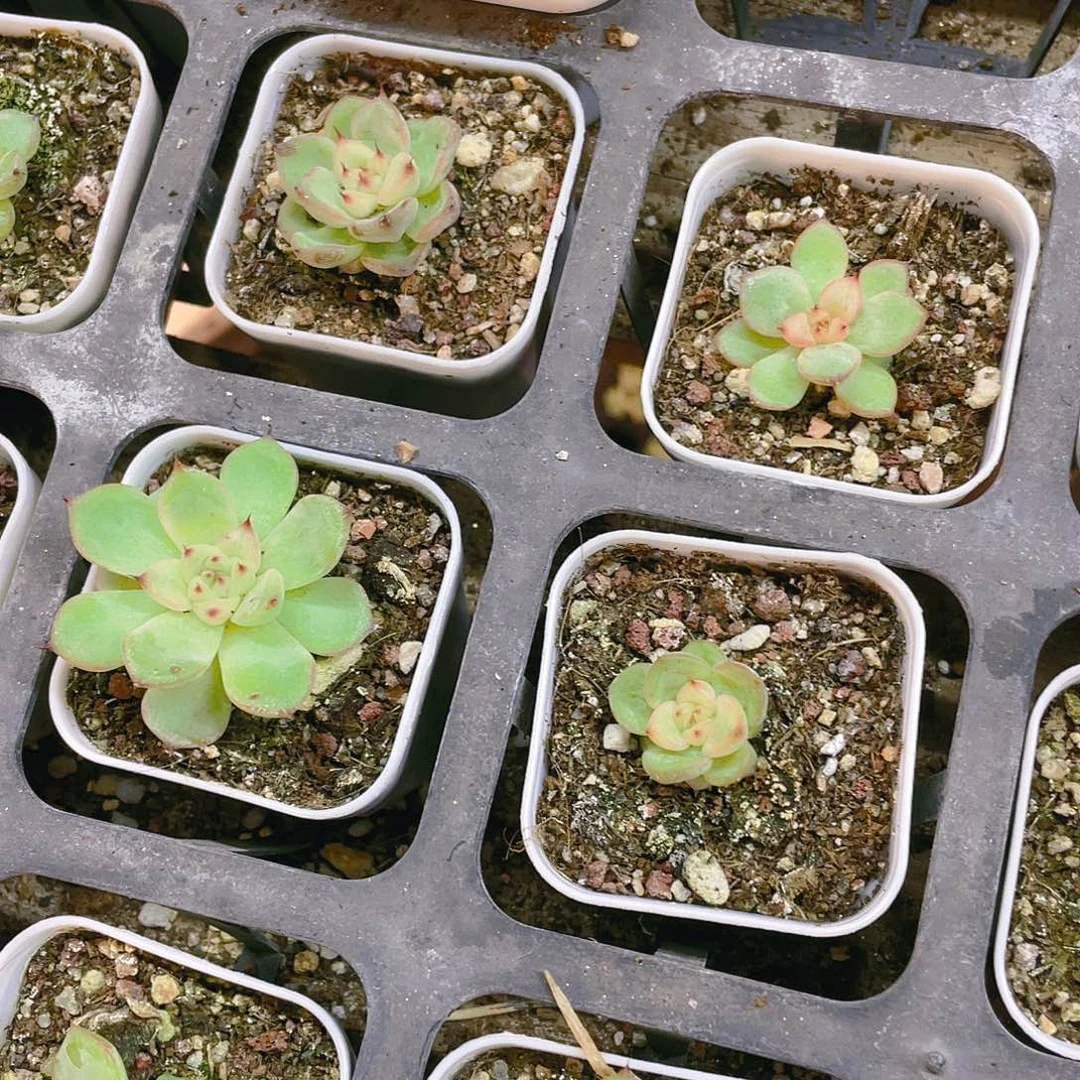 星光珍妮盆满25包邮，