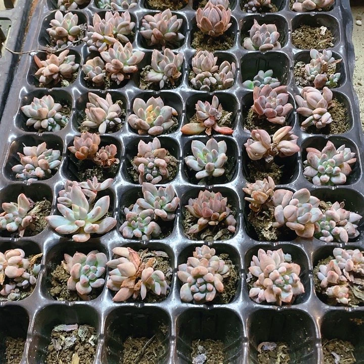 40个红蜻蜓穴满25包邮,