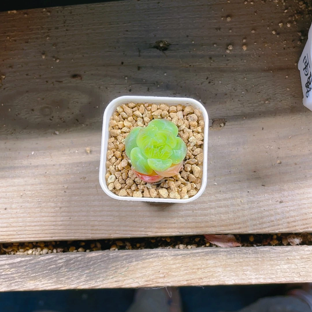 绿琉璃盆满25包邮，