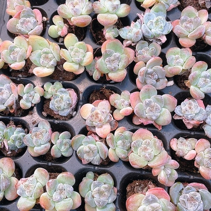 琥珀冰玉双头穴一个满25包邮