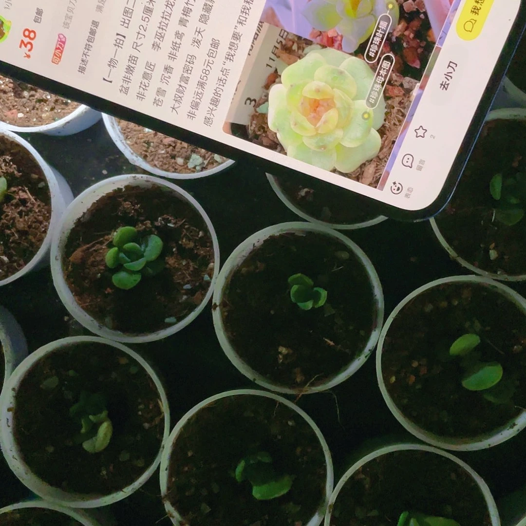 风花雪月珍珠盆满25包邮