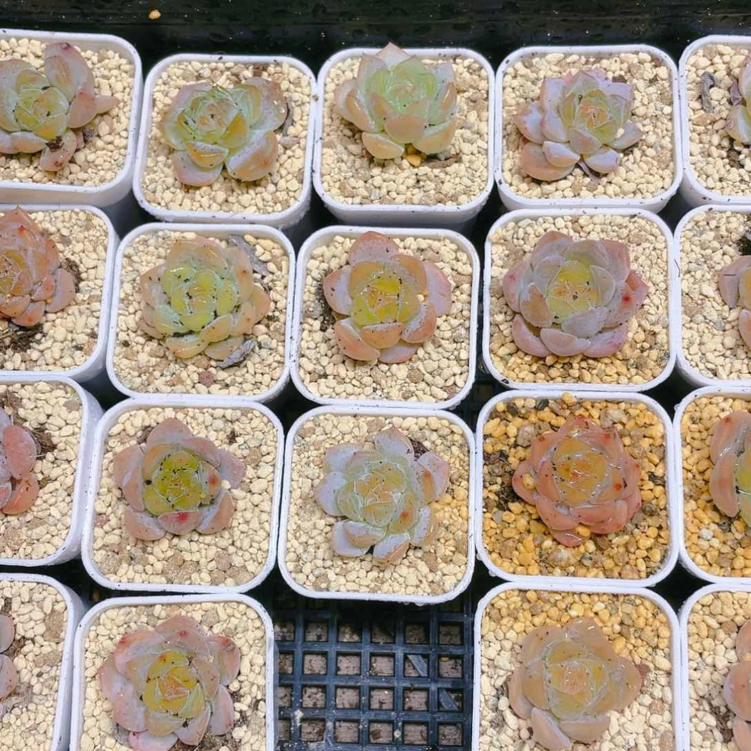 夕雾盆满25包邮，