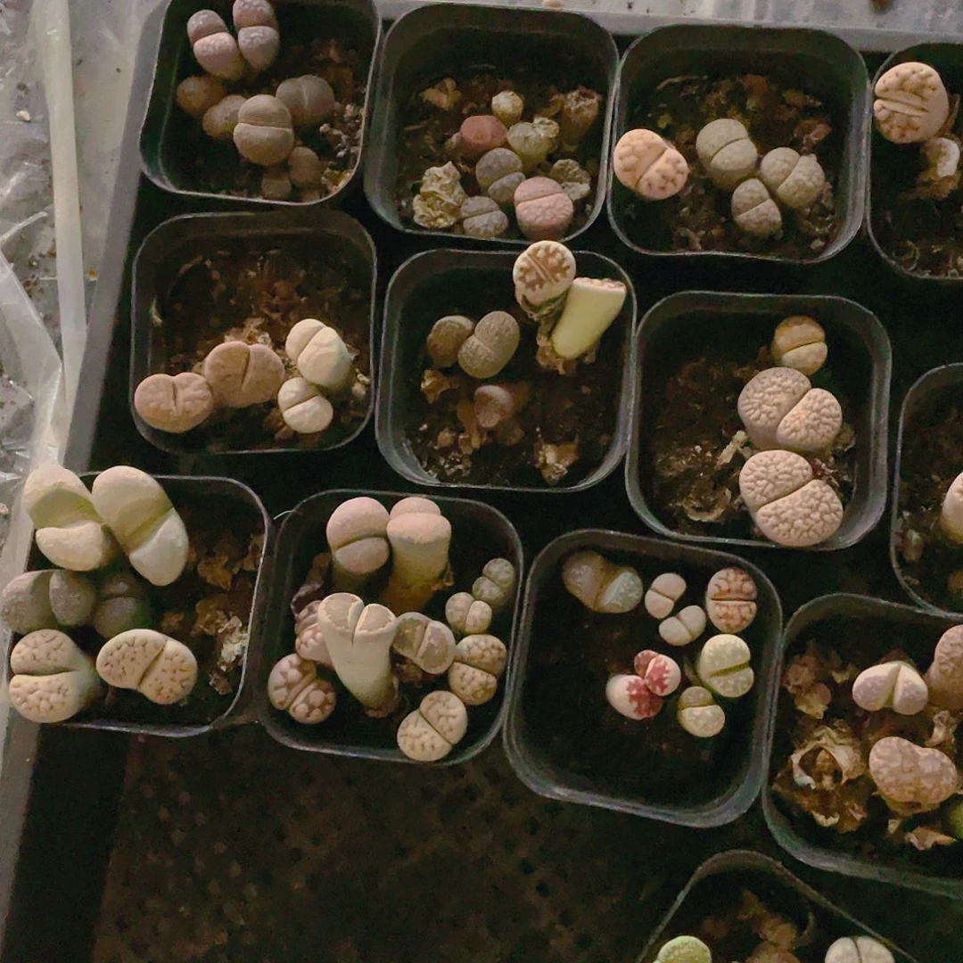 生石花有腿盆满25包邮，