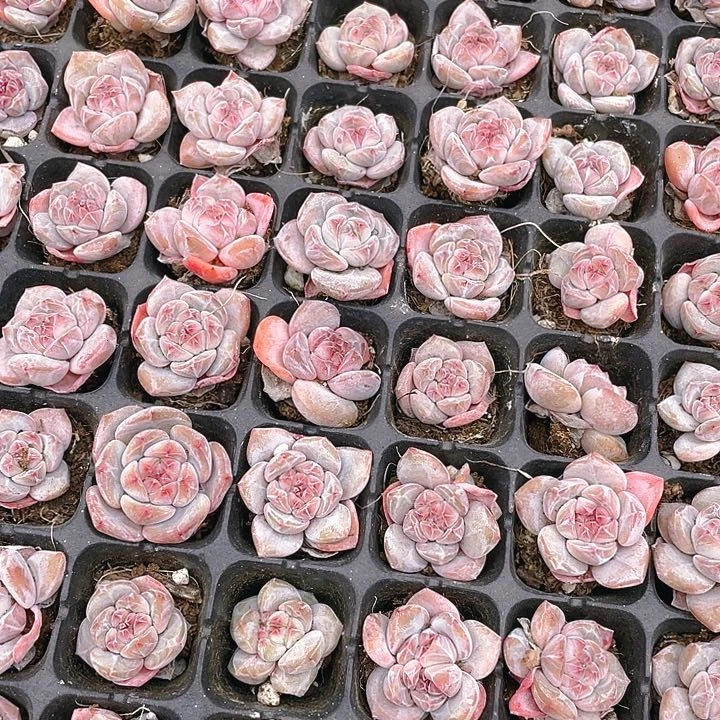 石榴籽星影穴一个满25包邮,