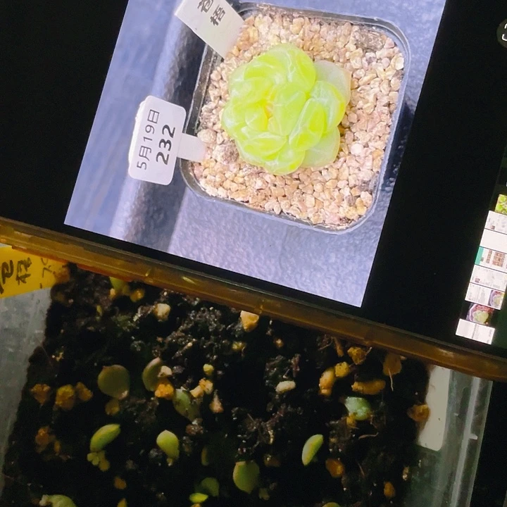 苍梧小小苗穴满25包邮,